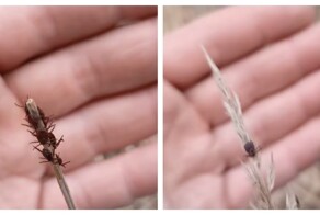 Клещи вышли на охоту