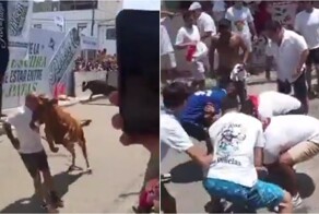 В Перу разъярённый бык атаковал мужчину во время фестиваля