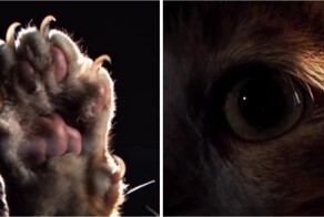 Девушка сняла обзор на кота в стиле Apple