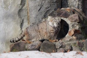 Манул Тимофей начал летнюю разжировку