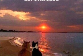 Скрины из соцсетей