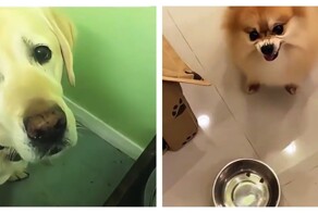 Чем меньше собака, тем больше агрессии