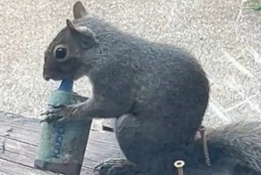 Британские белки подсели на вейпы