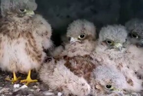 Взросление птенцов пустельги