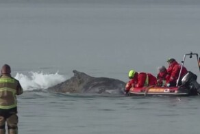 В Германии пытаются спасти горбатого кита