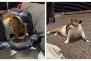 Кормушка для кошки-инвалида