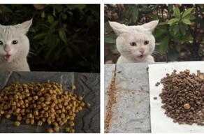 Уличный кот удивляется корму