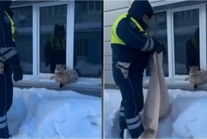 Полицейские поймали рысь в городе и вернули в дикую природу