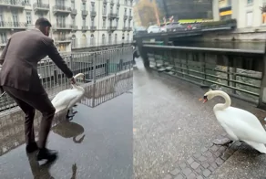 Мужчина помог лебедю выбраться из городской ловушки