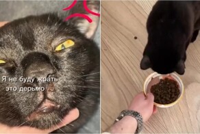 Парень приучил кота к сухому корму с помощью маркетинга