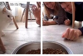 Пара общается с родителями через кошачью кормушку