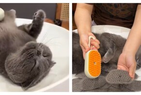 Хорошая чесалка для кошек