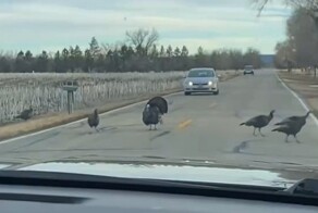 Выглядят умнее многих людей