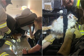 Толстый кот предпочёл застрять в кресле, лишь бы не ходить к ветеринару