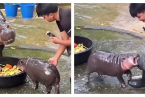 Сотрудник зоопарка познал ярость детёныша бегемота