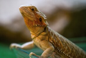 В Москве спасли застрявшего в коряге варана