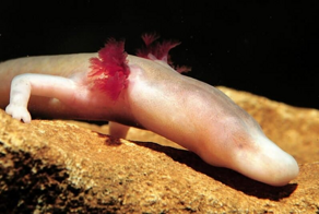 Протей: подземные воды — его мрачный дом