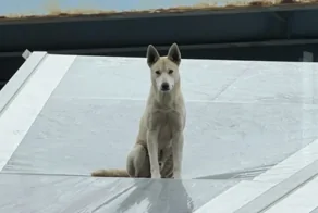 Пса сбросили с моста, и он приземлился на крышу винокурни