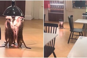 Сурикаты греются под лампой