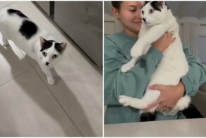 Кошка с необычным нервным тиком