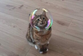 20+ моделей, фотогеничности которых можно только позавидовать