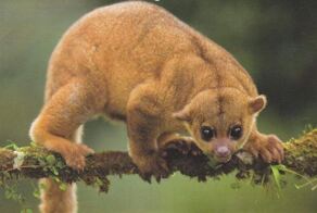 Олингито: енот, который решил стать обезьяной