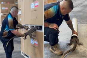 На складе в Австралии нашли отдыхающего огромного варана между поддонами
