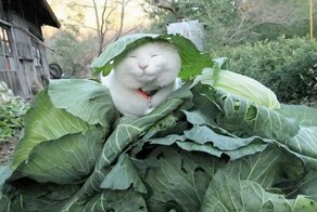 ФотоВсячина