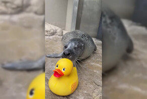 В США 33-летний тюлень не расстаётся с резиновыми уточками, с которыми играет и учится новым трюкам
