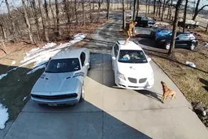 Один испугался, другой обрадовался: курьезная встреча пса и доставщика