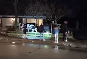 Коровы захватили деревню: снесли заборы и устроили хаос