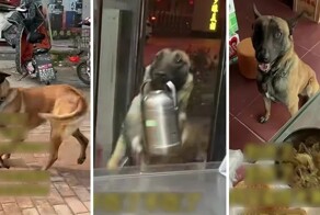 Собака каждый день приносит своей хозяйке еду из закусочной