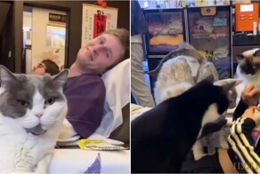 В Гонконге открыли салон с кошачьим массажем