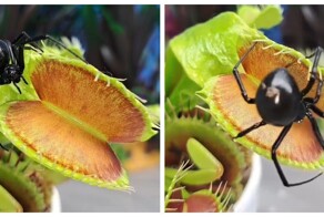 Одна роковая встреча