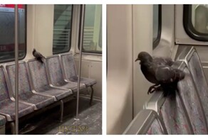 Голубь прокатился в американском метро