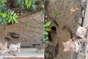 Мужчина устроил «столовую» для котов прямо с балкона