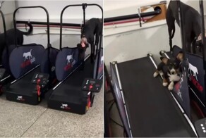 В США «хитрый» корги обманул полицейскую академию