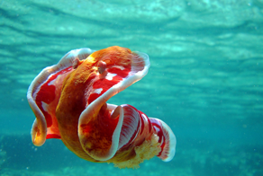 Испанский танцор: 2 кг ядовитой биомассы