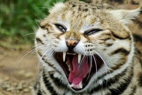 Монстр размером с кружку: самая смертоносная кошка в мире