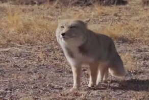 Вы когда‑нибудь видели, как забавно ходит тибетская лиса?