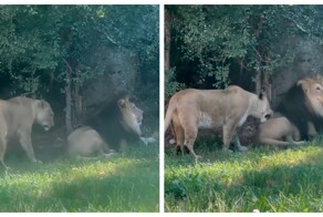 Львица с игривым настроением