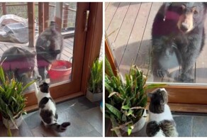 Страшнее кошки зверя нет