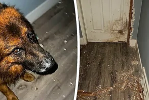 Немецкая овчарка оставила на двери и полу «боевые отметины» ради кровати