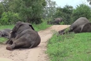 Пьяные слоны не могут стоять на ногах