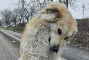 30 снимков, доказывающих, что мимимишность спасёт мир