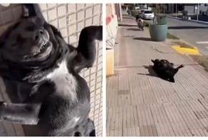 Собака принимает солнечные ванны