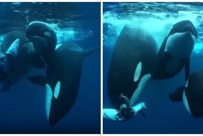 Косатки растерзали акулу