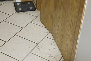 Девочка почти неделю прятала кроликов в шкафу