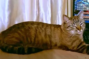 Кот-путешественник прошел 65 км, чтобы вернуться домой