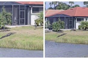 Журавль прогнал аллигатора